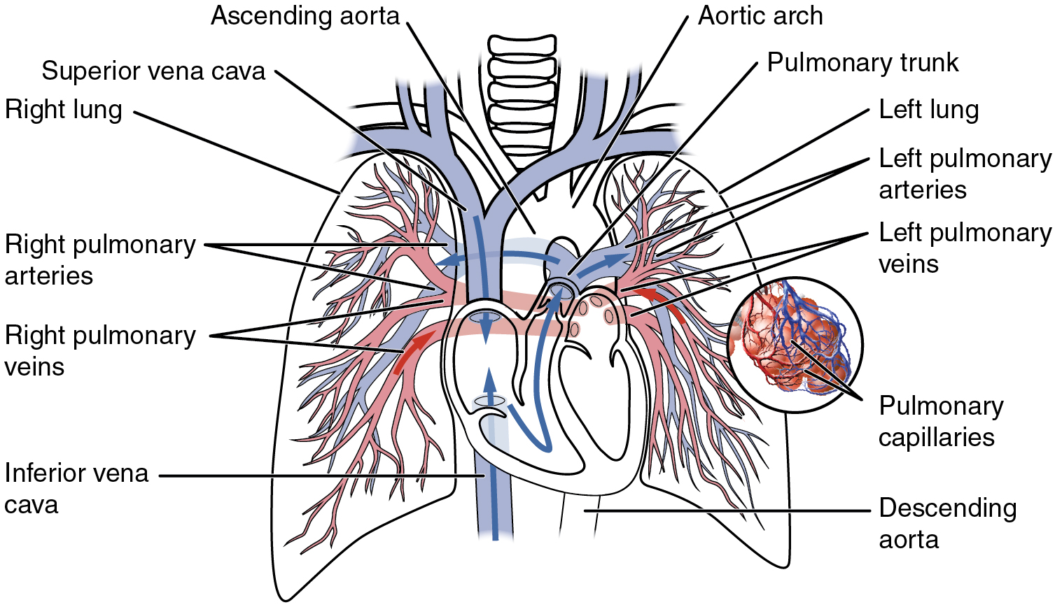 difference-between-pulmonary-artery-and-pulmonary-vein-definition