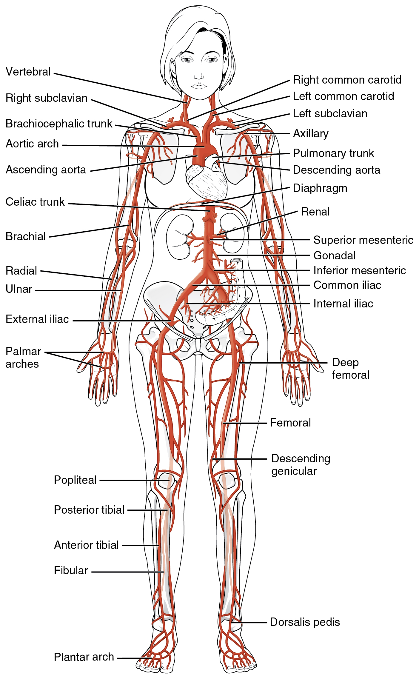 Printiable Mape Of Arteries And Viens Principal Veins Human Anatomy This Stock Medical 2198