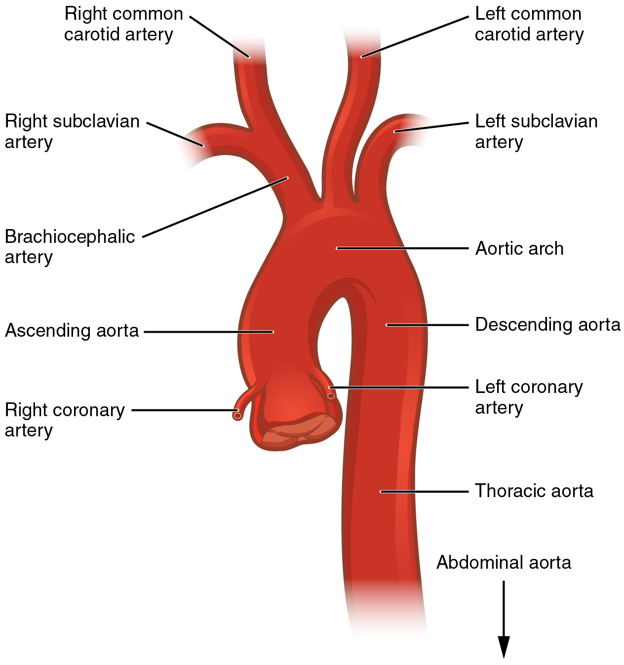 Circulatory Pathways Anatomy And Physiology