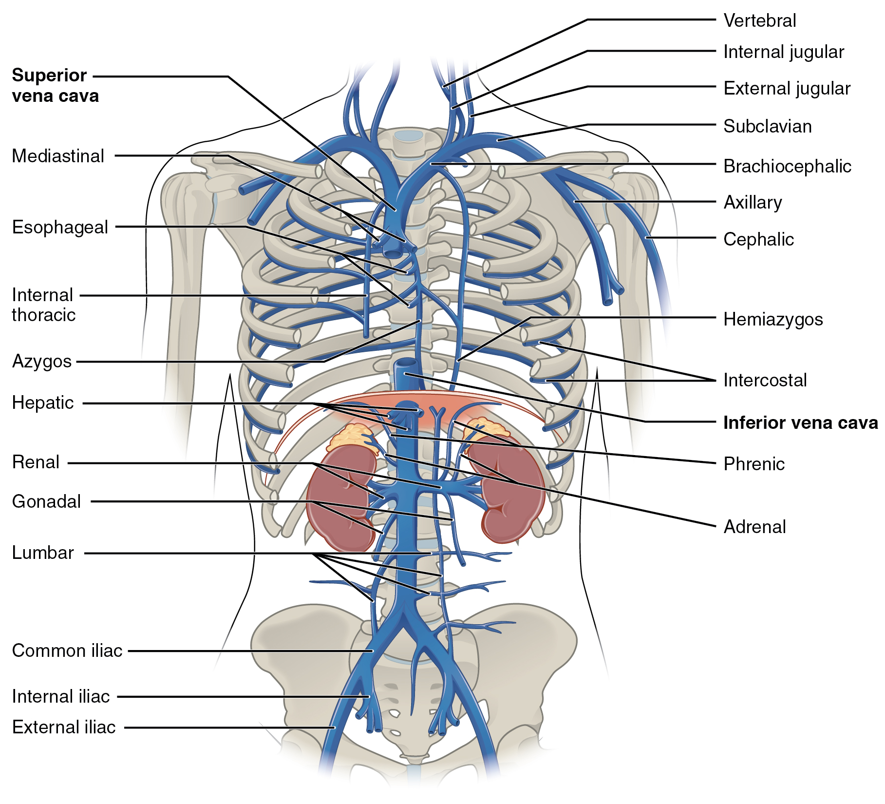 This diagram shows the veins present in the thoracic abdominal cavity.