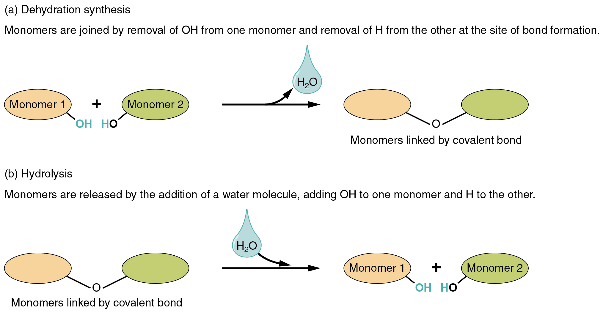 Compounds Essential to Human Functioning · Anatomy and Physiology