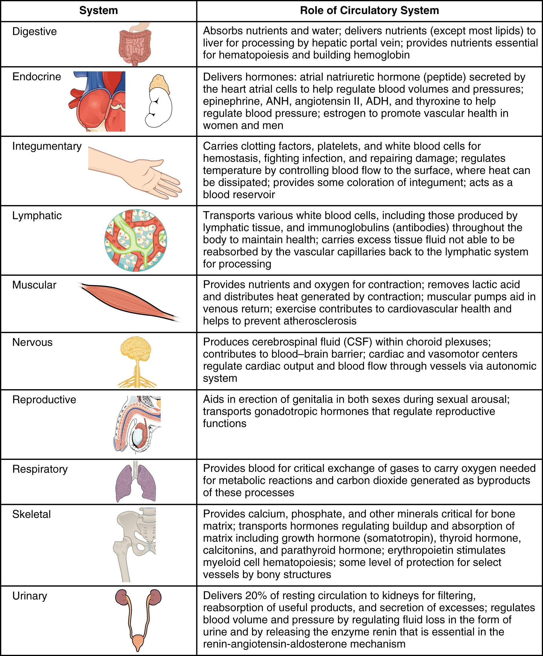 Circulatory System Diagram And Functions