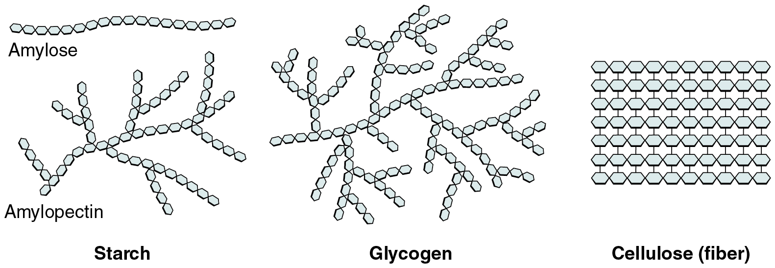 organic-compounds-essential-to-human-functioning-anatomy-and-physiology