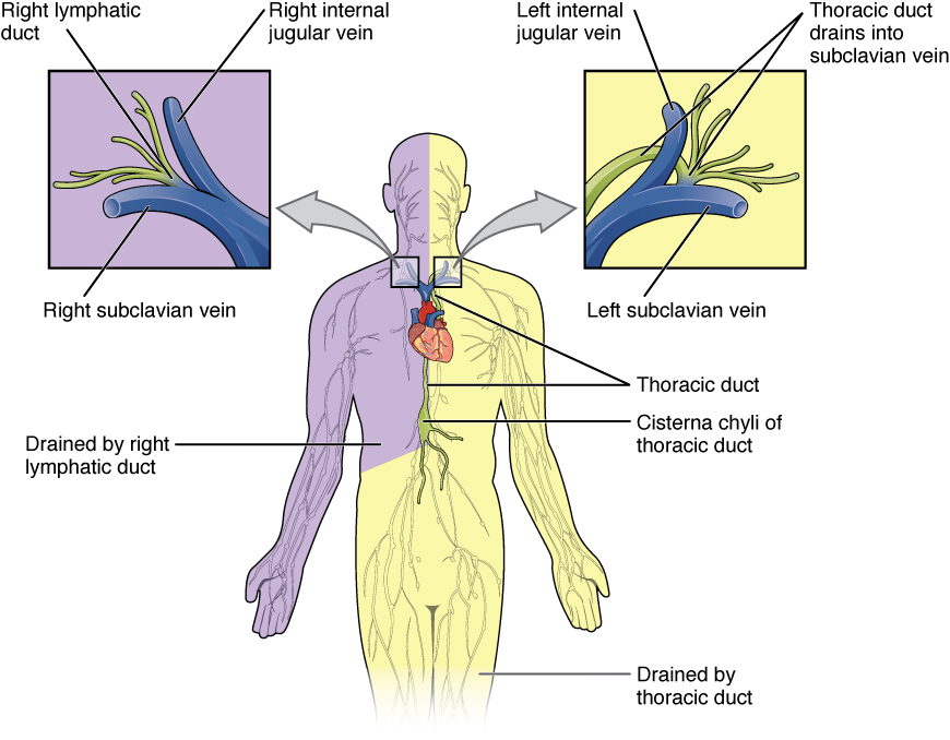 Anatomy of the Lymphatic and Immune Systems · Anatomy and Physiology