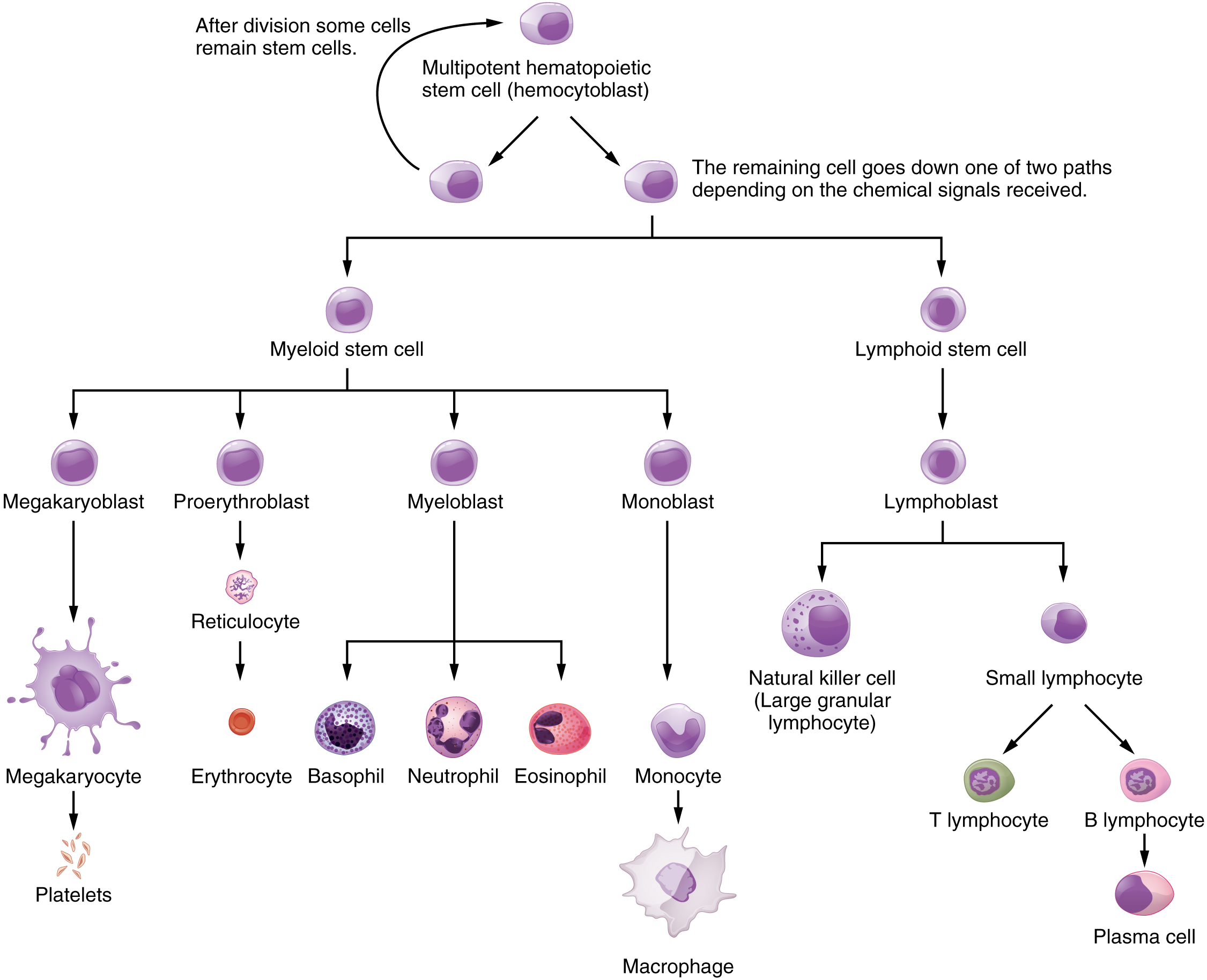 This flowchart shows the steps in which a multipotential hematopoietic stem cell differentiates into the different cell types in blood.