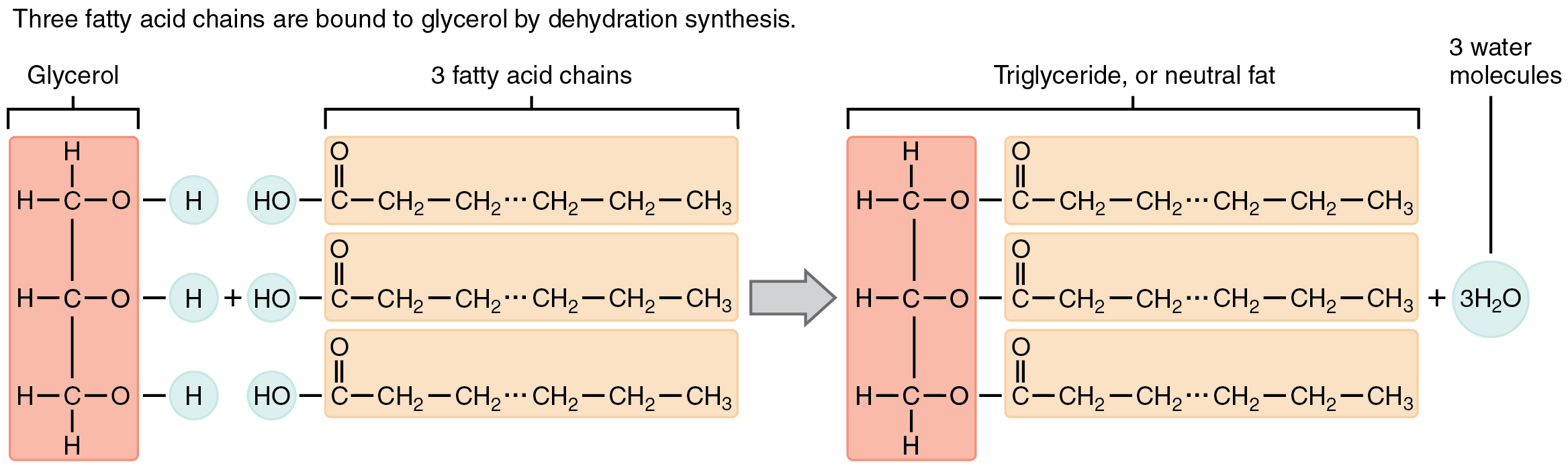 organic-compounds-essential-to-human-functioning-anatomy-and-physiology