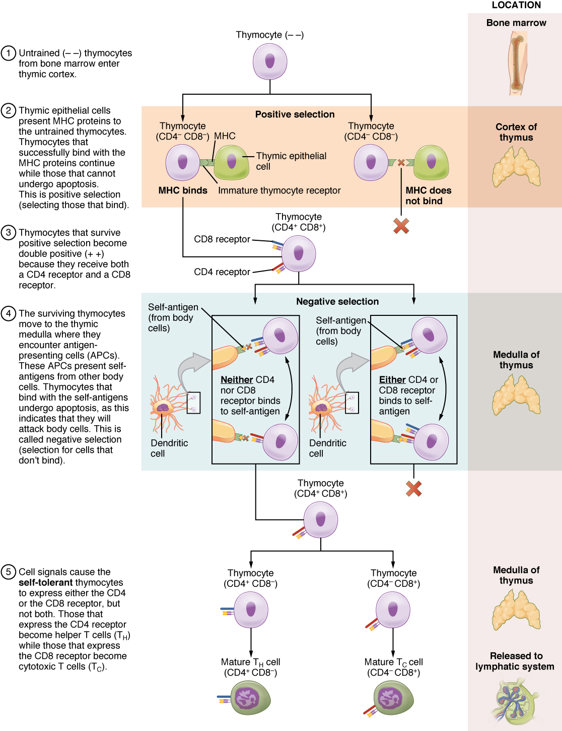 This multipart figure shows the different steps in the differentiation of a thymocyte into T cells. For each step of the process, accompanying text details the steps in the process. The right panel of this image shows the location of the different steps in the process.