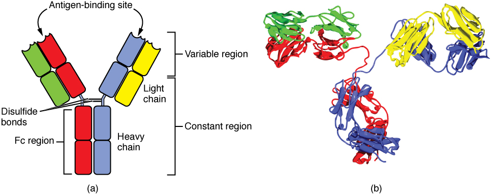 The Adaptive Immune Response: B-lymphocytes and Antibodies · Anatomy ...