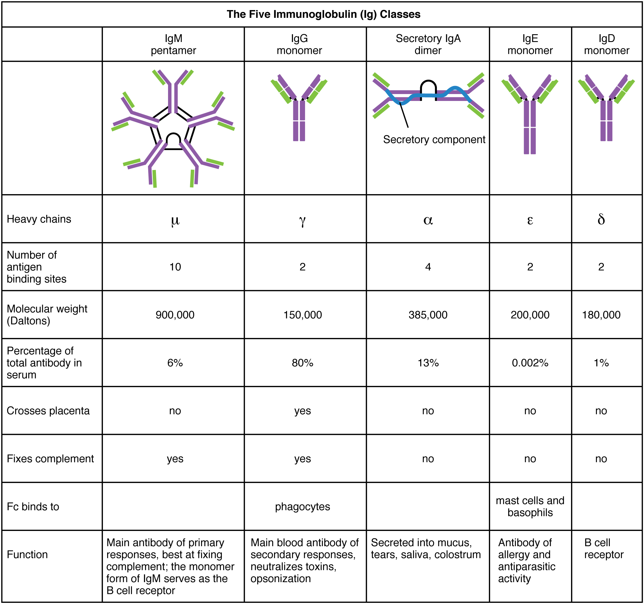 What Antibody Crosses The Placenta