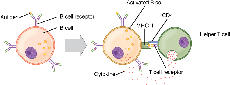 This diagram shows the binding of a B cell and a T cell.
