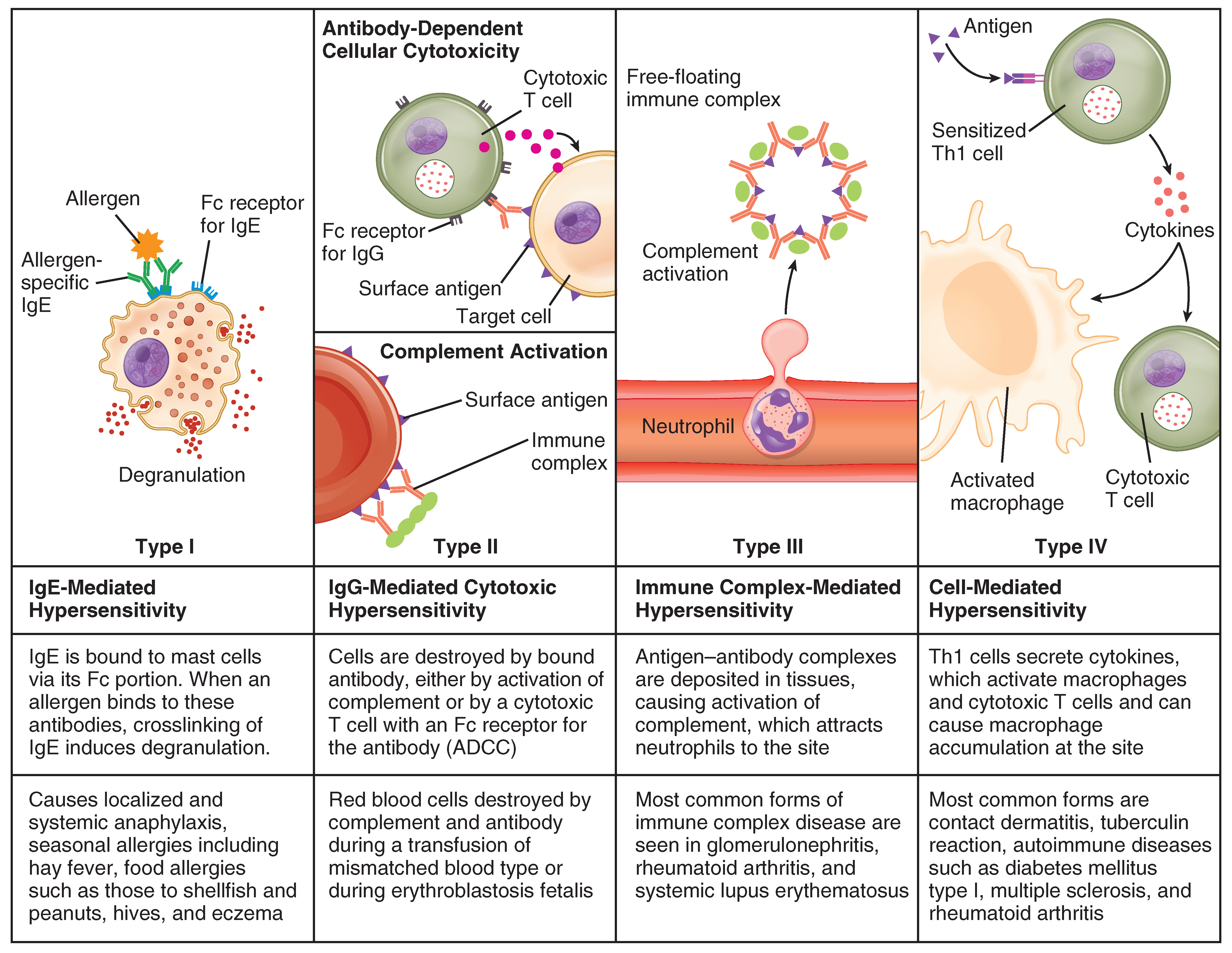 diseases-associated-with-depressed-or-overactive-immune-responses