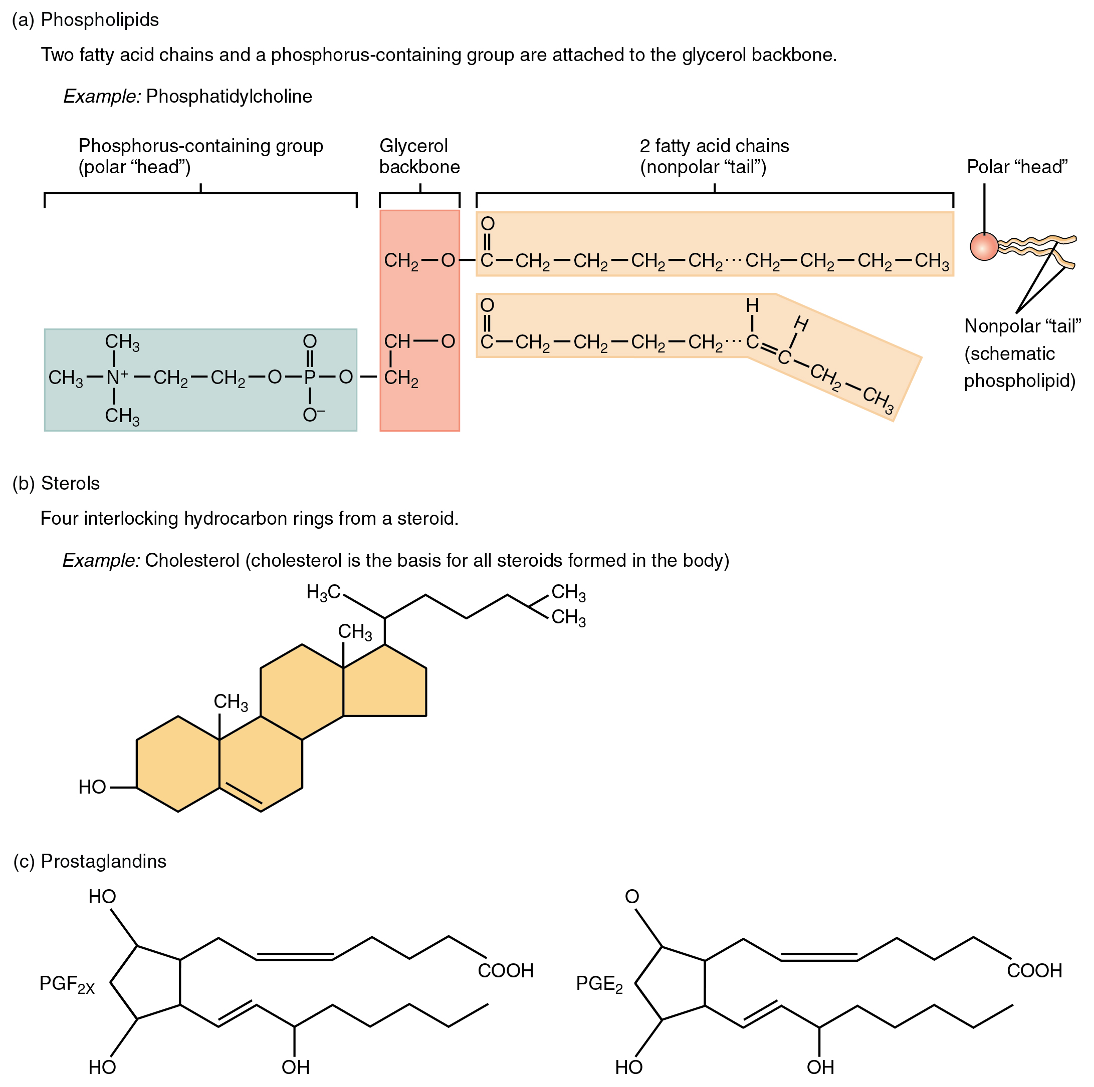 Organic Compounds Essential To Human Functioning · Anatomy And Physiology 2928