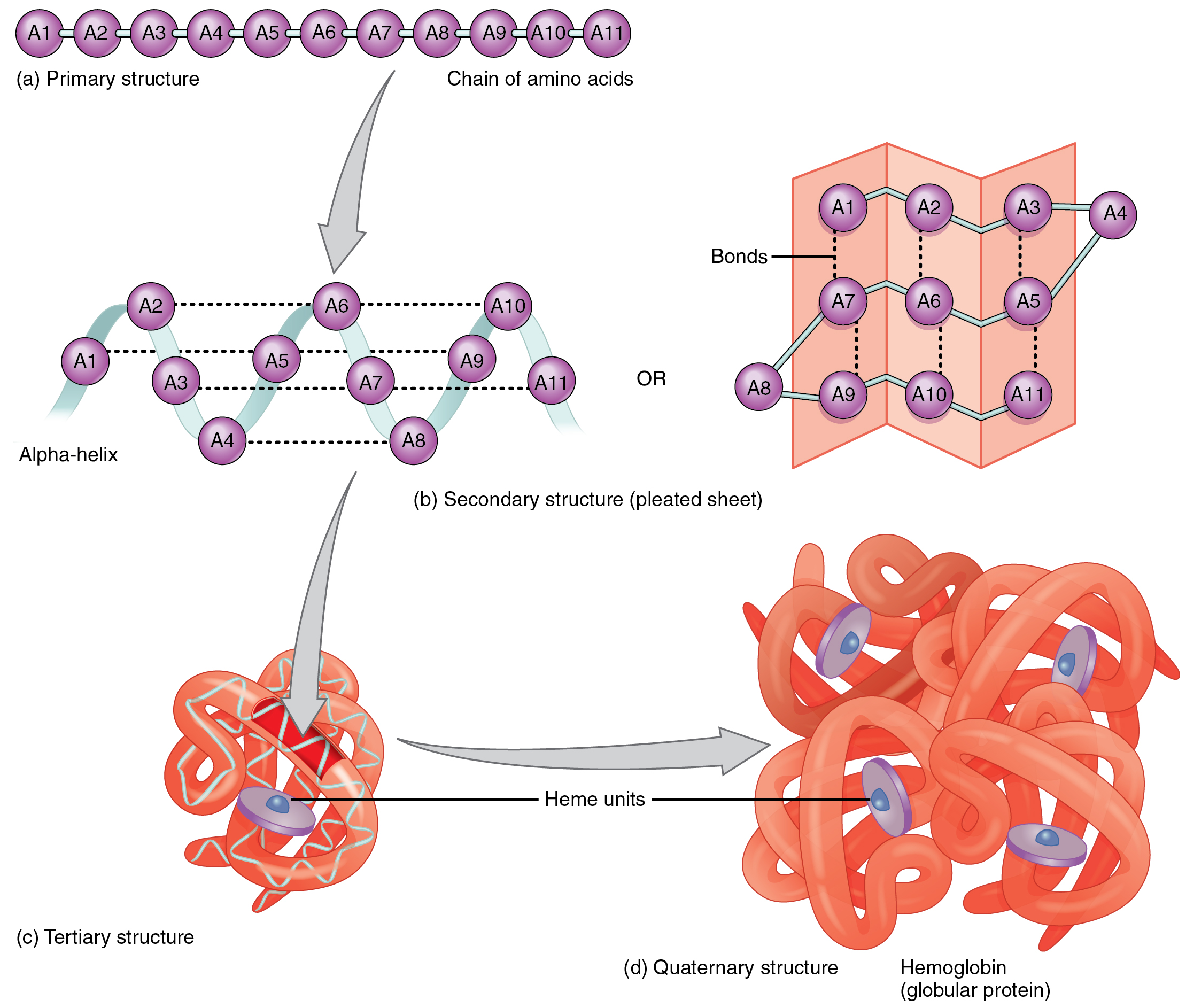 Organic Compounds Essential to Human Functioning · Anatomy and Physiology