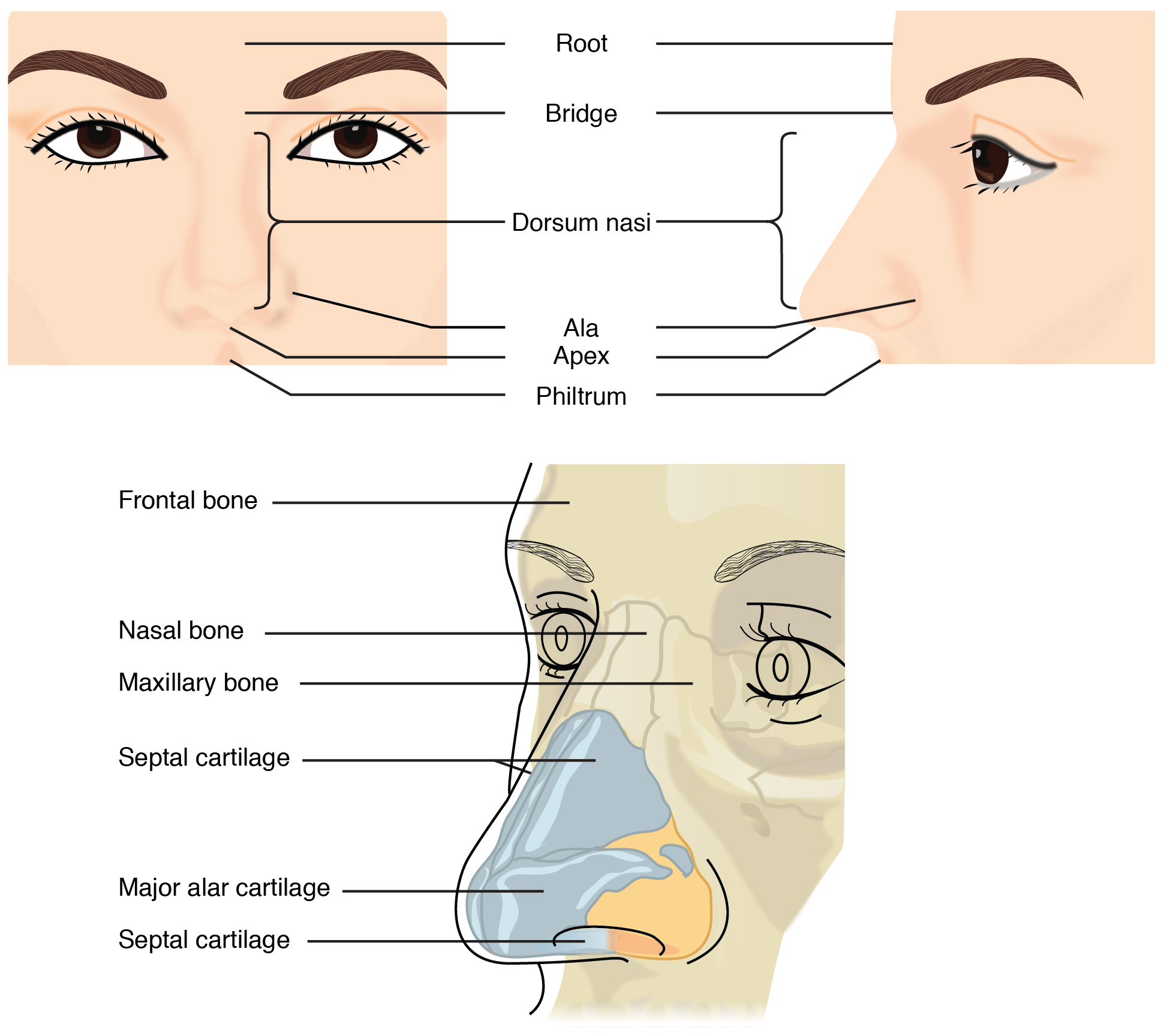 Diagram Of The Nose With Label