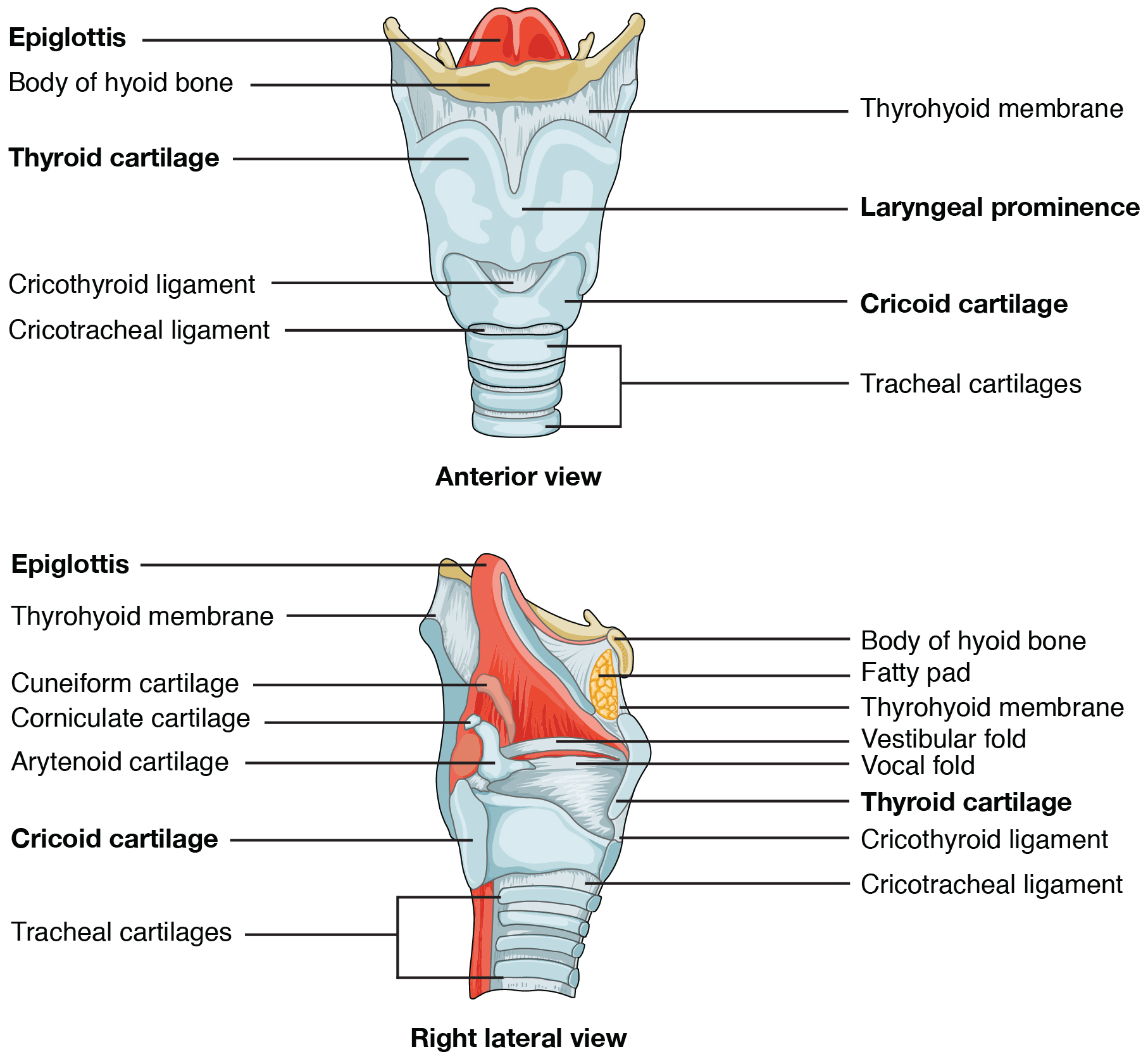 Larynx Aufbau Und Funktion Kehlkopf Stimmbox Definition Funktion 