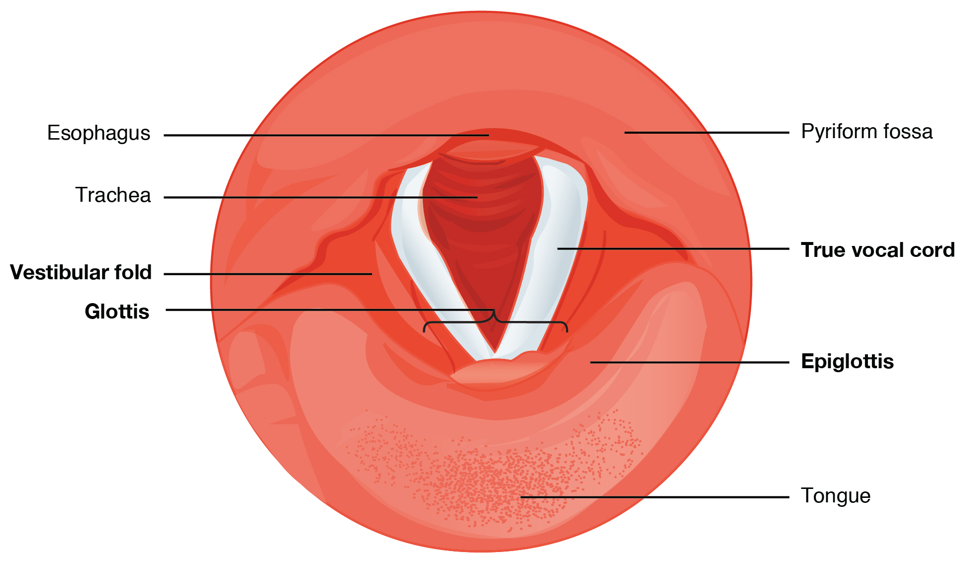 What Is The Function Of Larynx In The Respiratory System