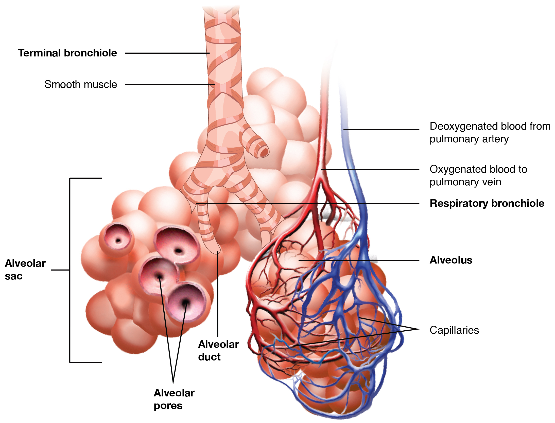 Organs And Structures Of The Respiratory System Anatomy And Physiology