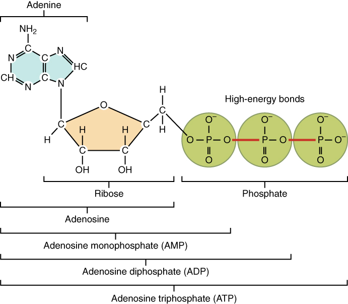 This figure shows the structure of ATP.