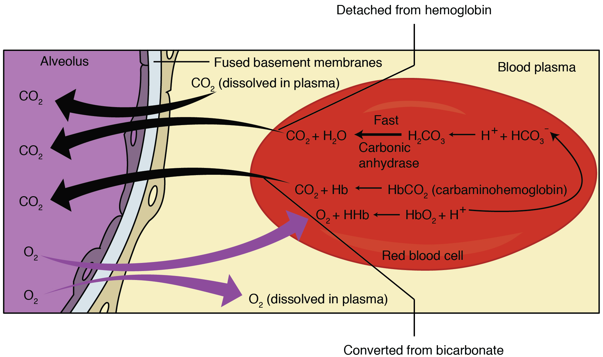 Gas Exchange · Anatomy and Physiology