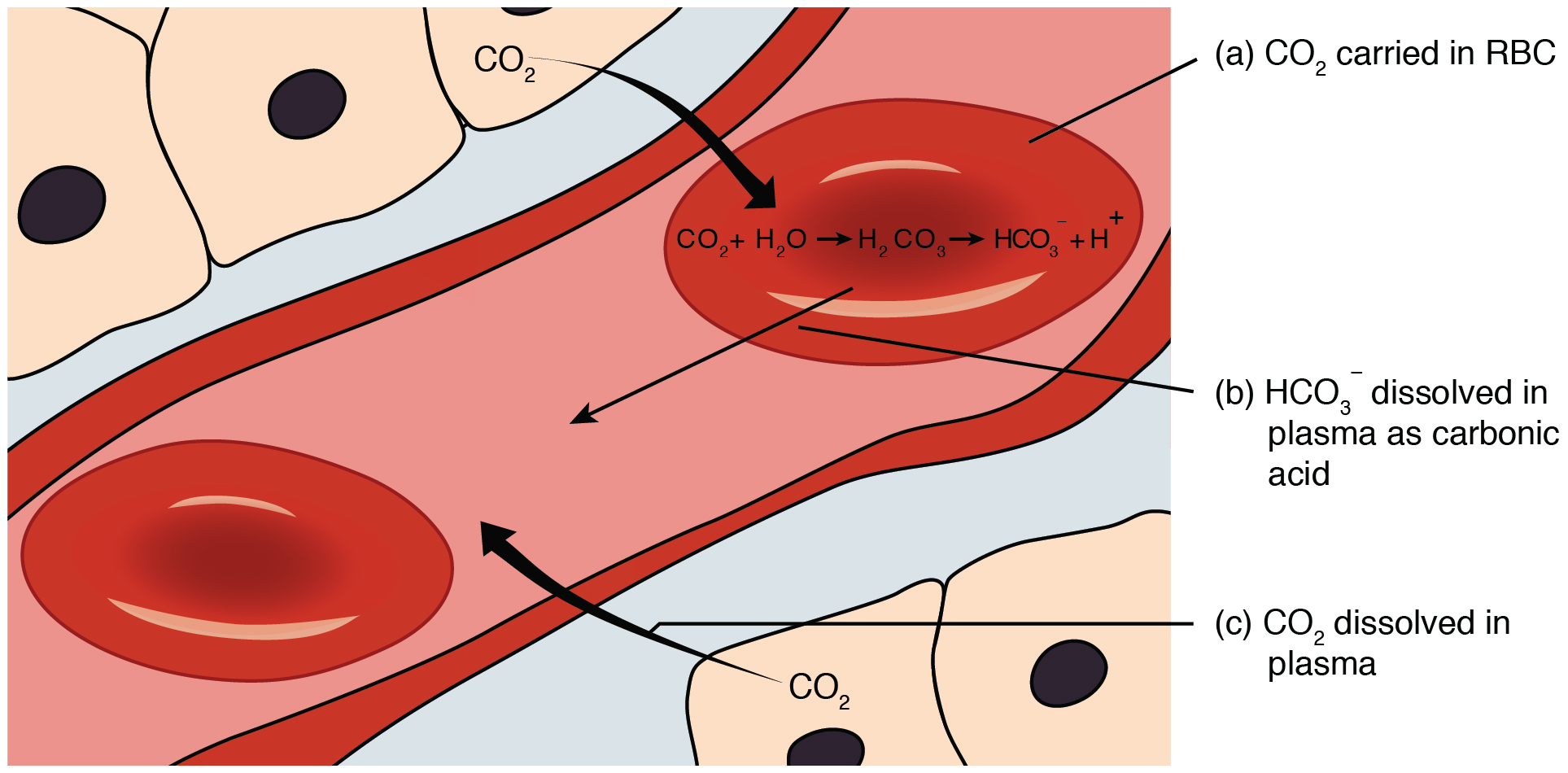 causes-of-low-carbon-dioxide-in-the-blood-livestrong