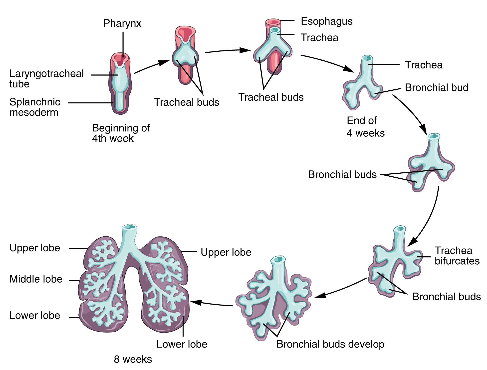 Embryonic Development Of The Respiratory System Anatomy And Physiology