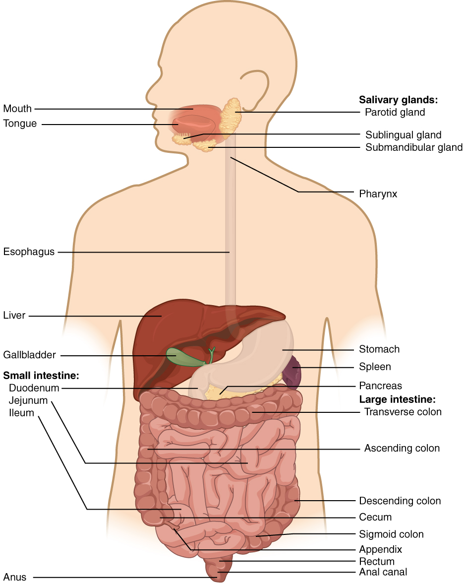 presentation on digestive system