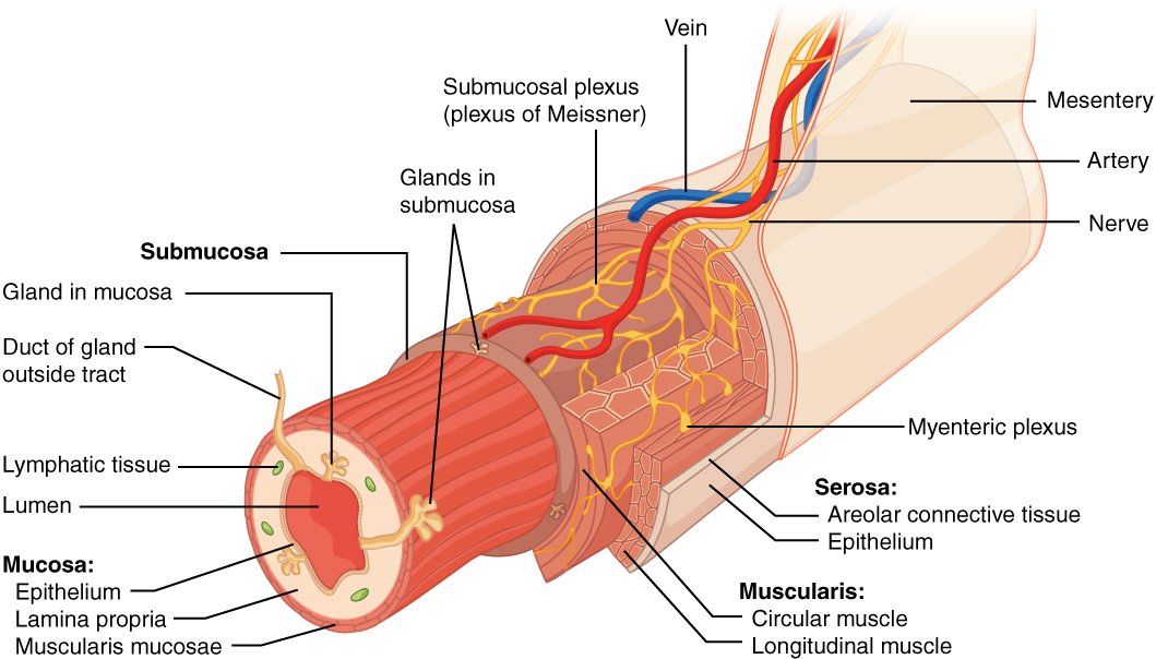 Overview Of The Digestive System Anatomy And Physiology