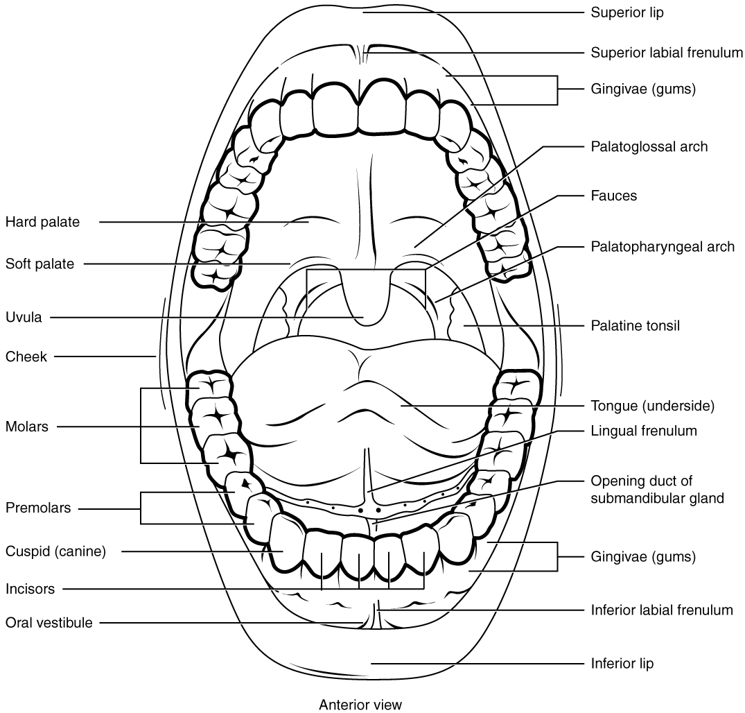 The Mouth Pharynx And Esophagus · Anatomy And Physiology