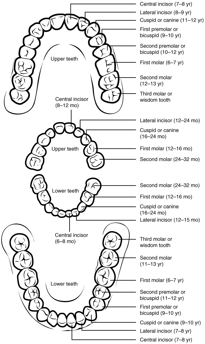 This diagram shows the arrangement of permanent and deciduous teeth in human. The permanent teeth are labeled along with the average age at which they emerge. An inset shows the arrangement of the deciduous teeth, with the age at which they emerge listed.