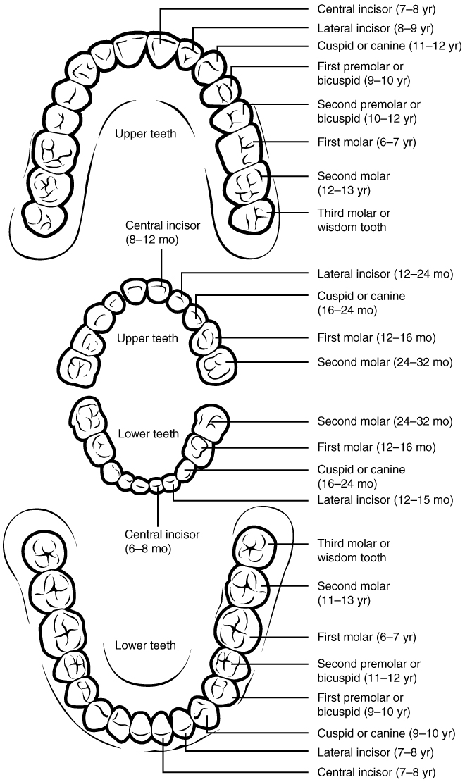 mouth teeth diagram