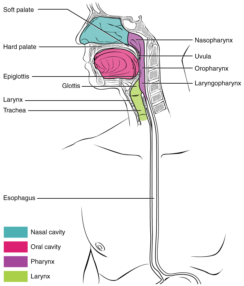 the tube that connects the throat and bronchi