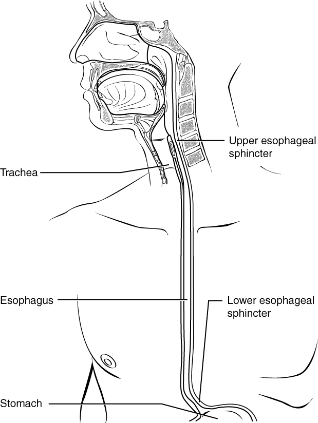 The Mouth, Pharynx, and Esophagus · Anatomy and Physiology