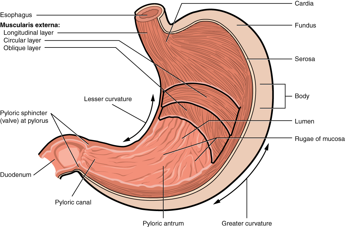 What Is The Name Of The Stomach Muscle