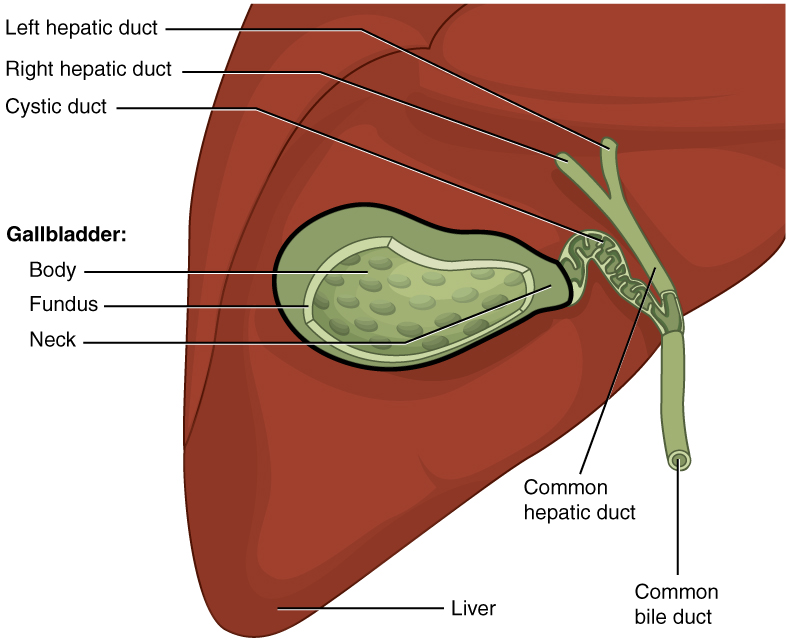 Accessory Organs in Digestion: The Liver, Pancreas, and Gallbladder