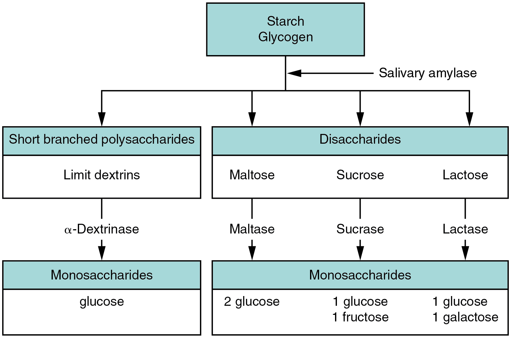 your saliva digested proteins into amino acids