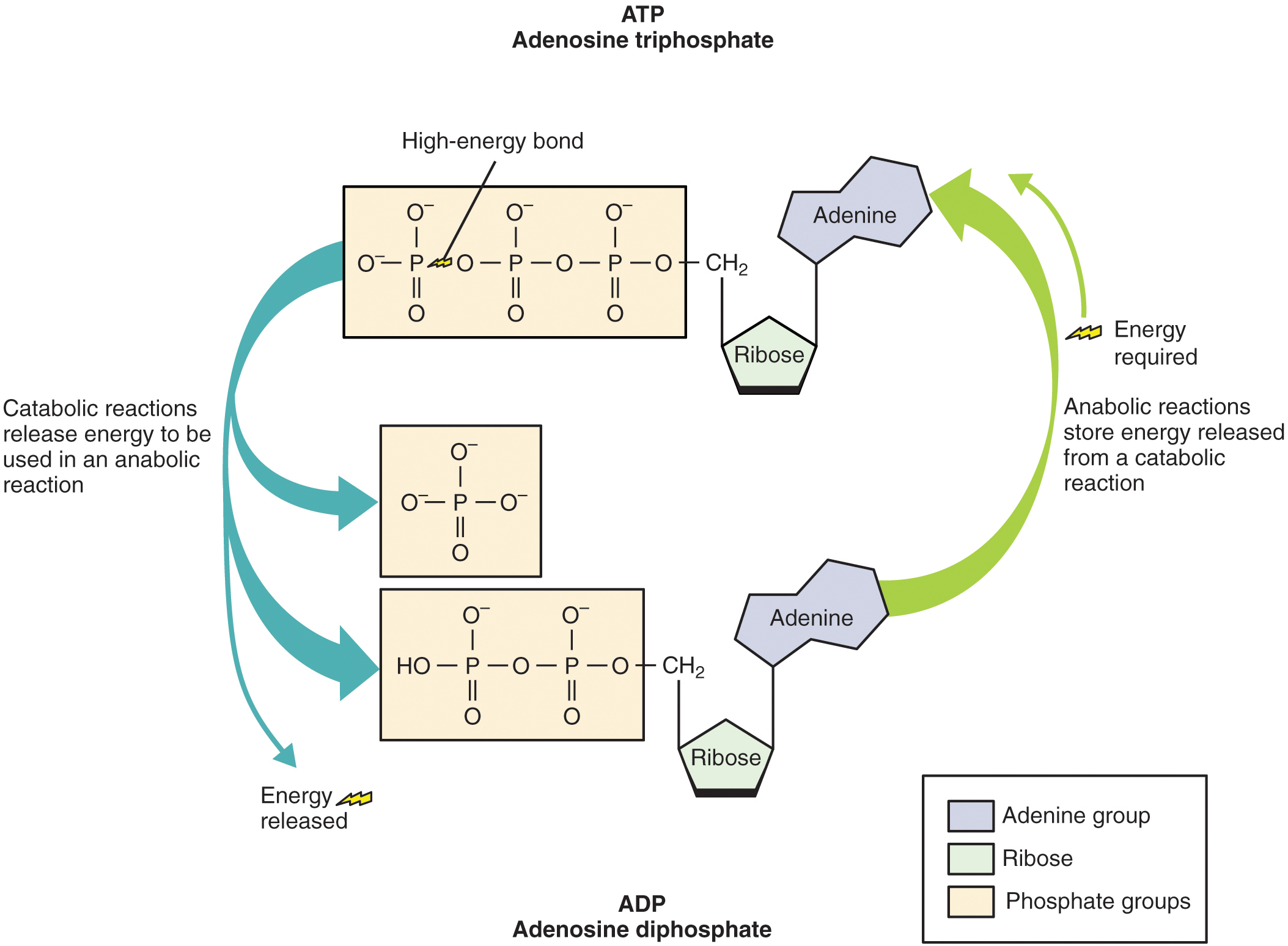 does atp travel in the blood