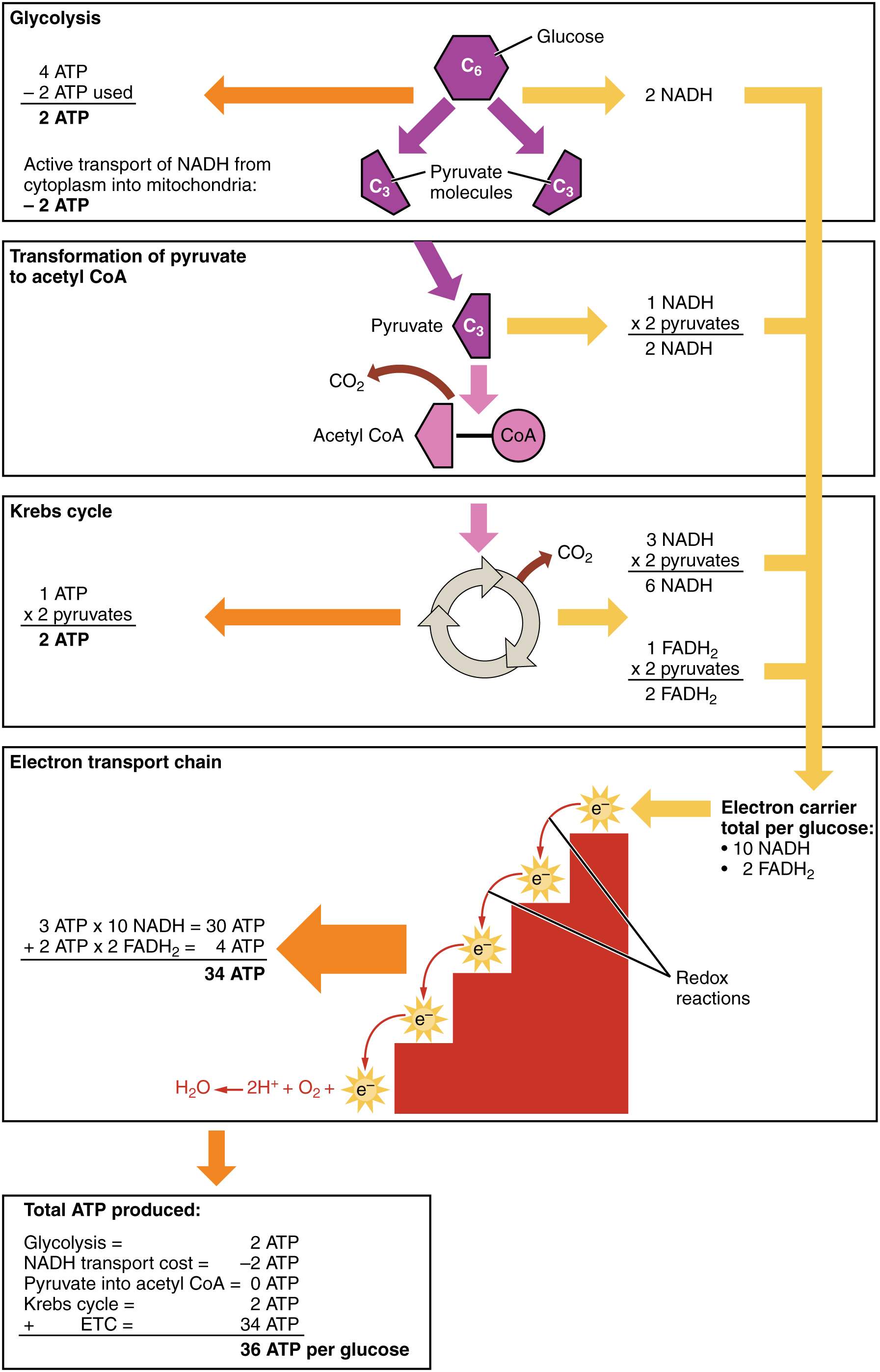 properties describe 9 enzymes of and Physiology Carbohydrate · Anatomy Metabolism