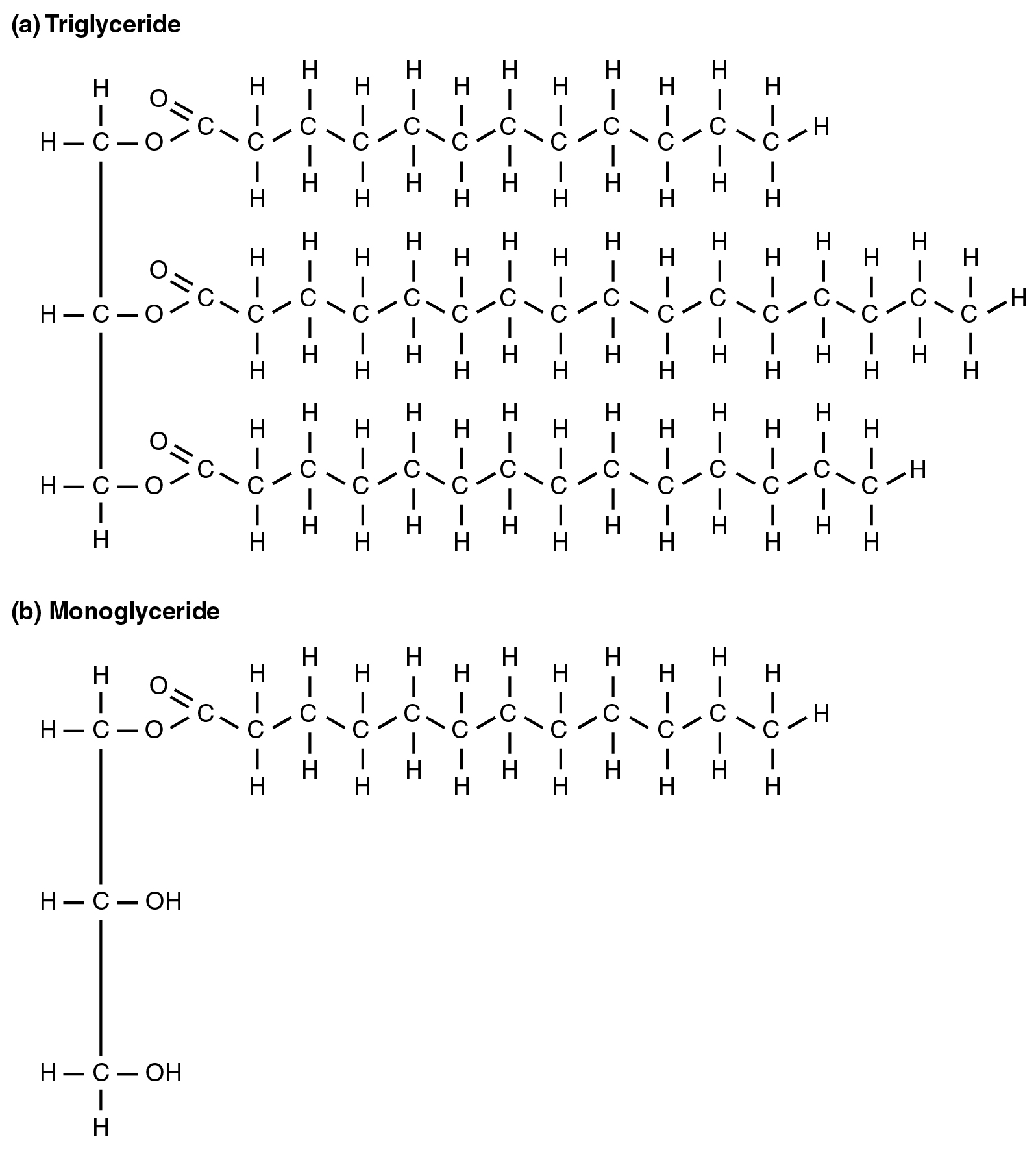 Lipid Metabolism Anatomy And Physiology