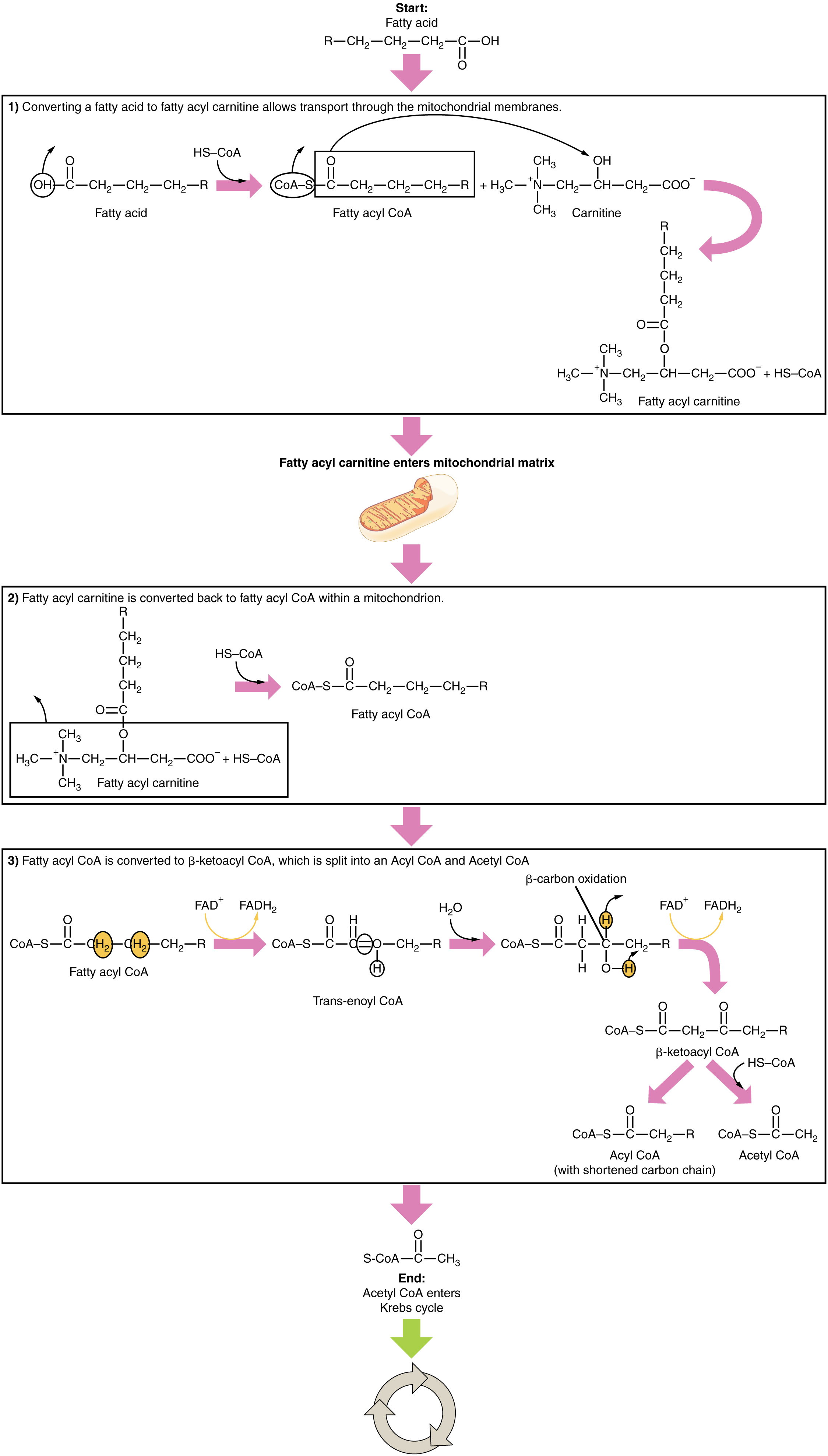 This figure shows the reactions that break down fatty acids. The top panel shows the conversion of fatty acids into carnitine. The bottom panel shows the conversion of carnitine into acetyl-CoA.
