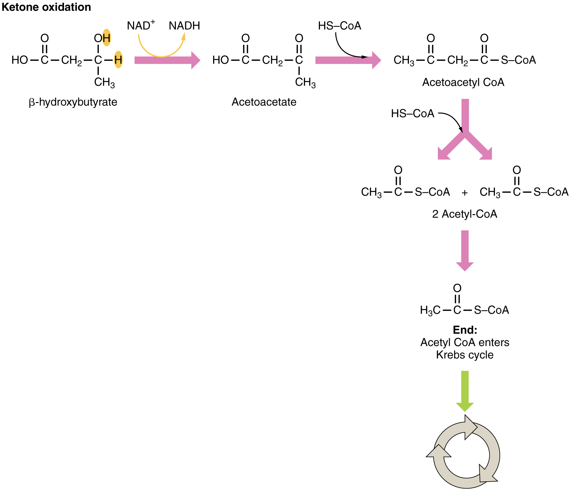 ketogenesis-steps-pathway-significance