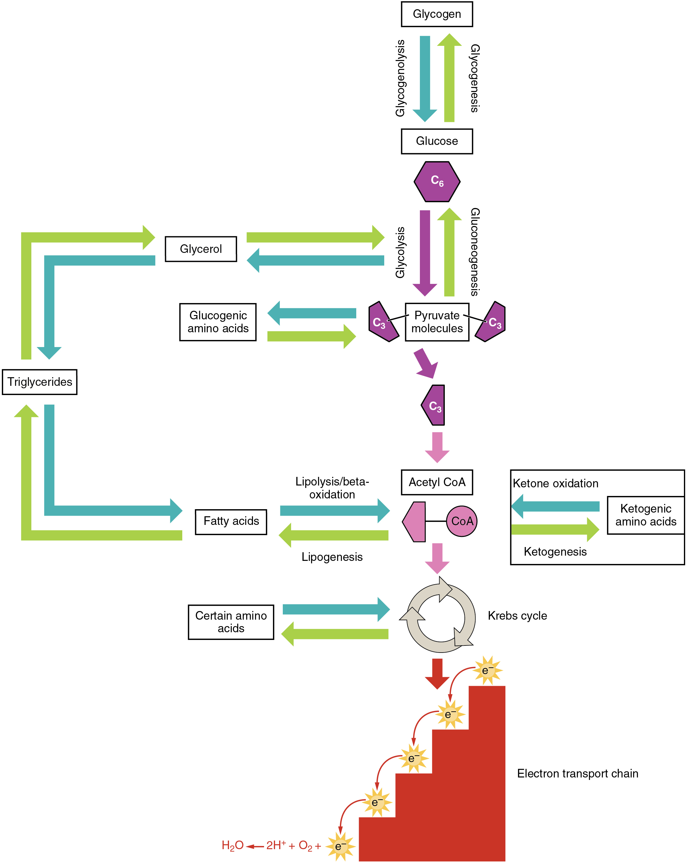 This diagram shows the different metabolic pathways, and how they are connected.