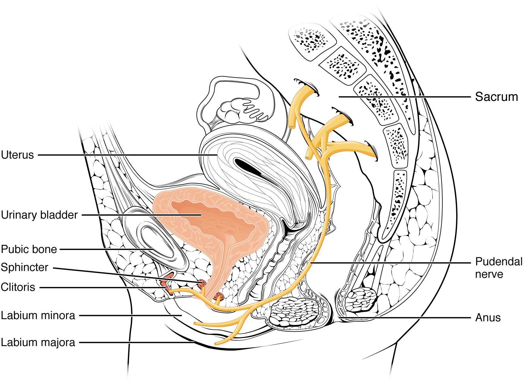 Gross Anatomy Of Urine Transport  U00b7 Anatomy And Physiology