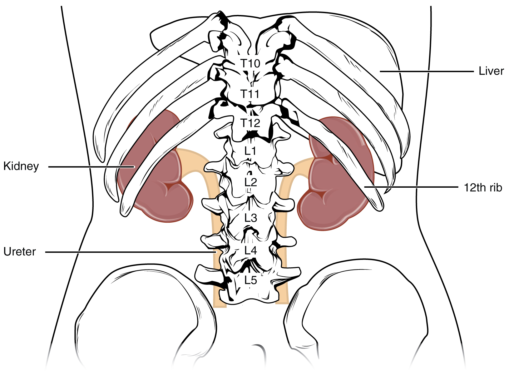 Describe The Gross Anatomy Of The Right Kidney