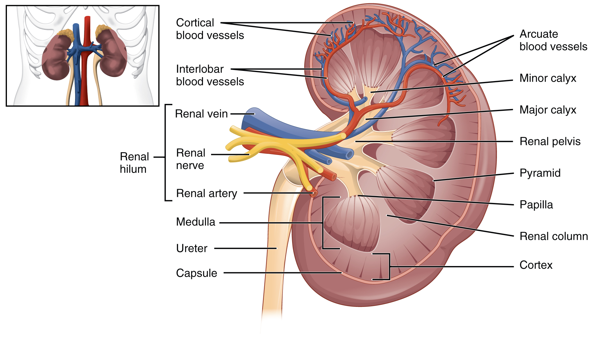 Gross Anatomy of the Kidney · Anatomy and Physiology