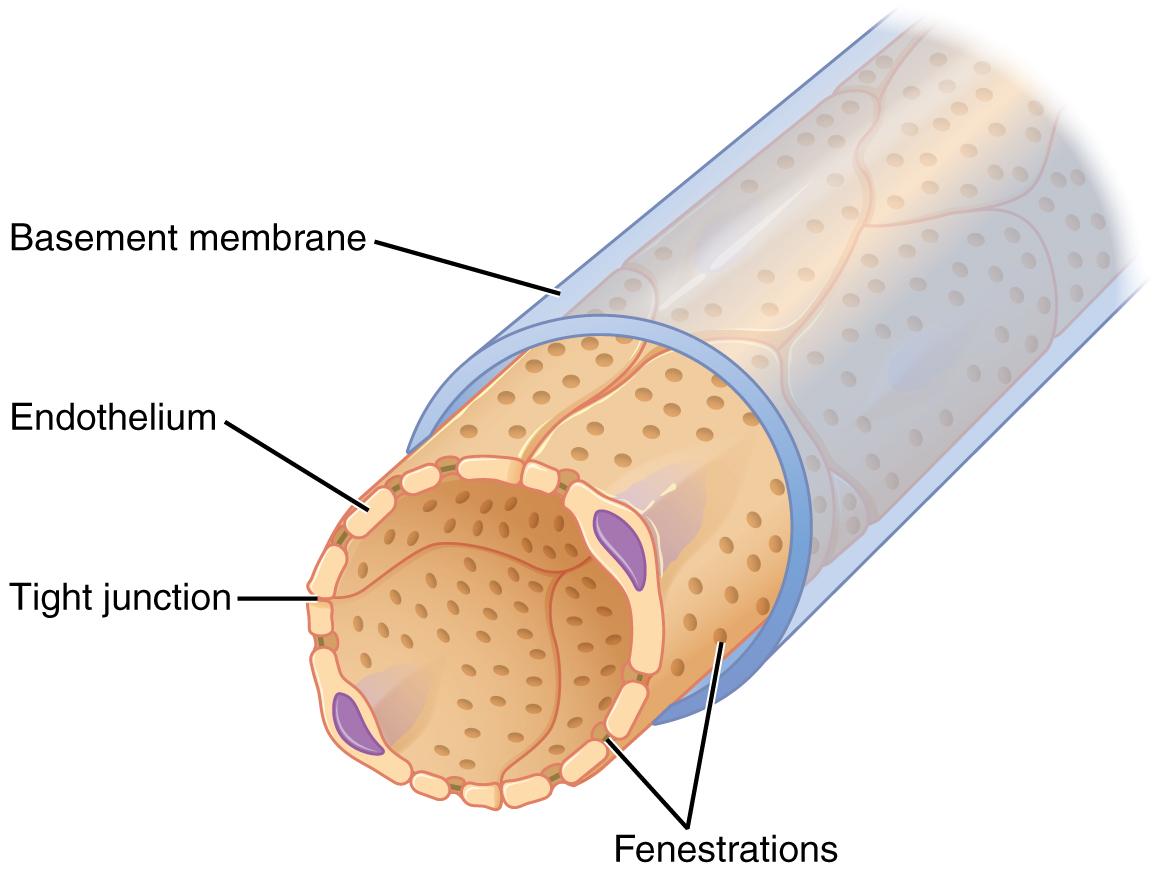 Microscopic Anatomy of the Kidney \u00b7 Anatomy and Physiology