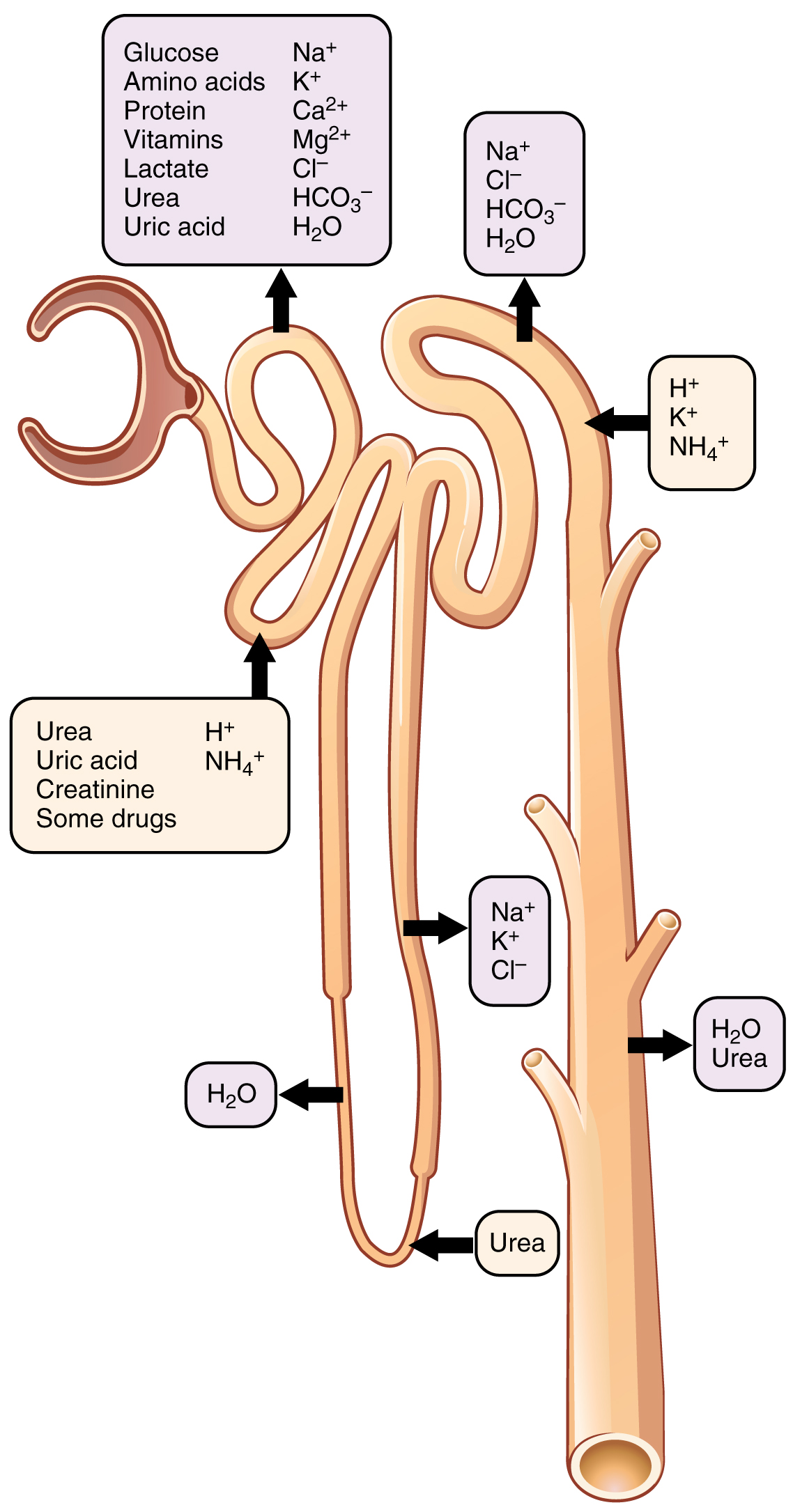 Tubular Reabsorption · Anatomy and Physiology