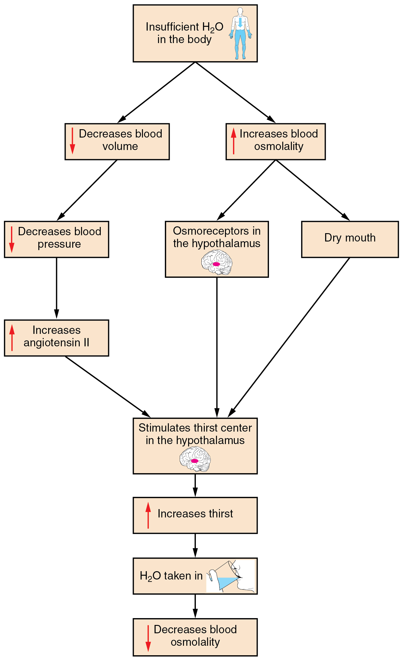 Water Balance | Anatomy and Physiology I Class Notes | Fiveable