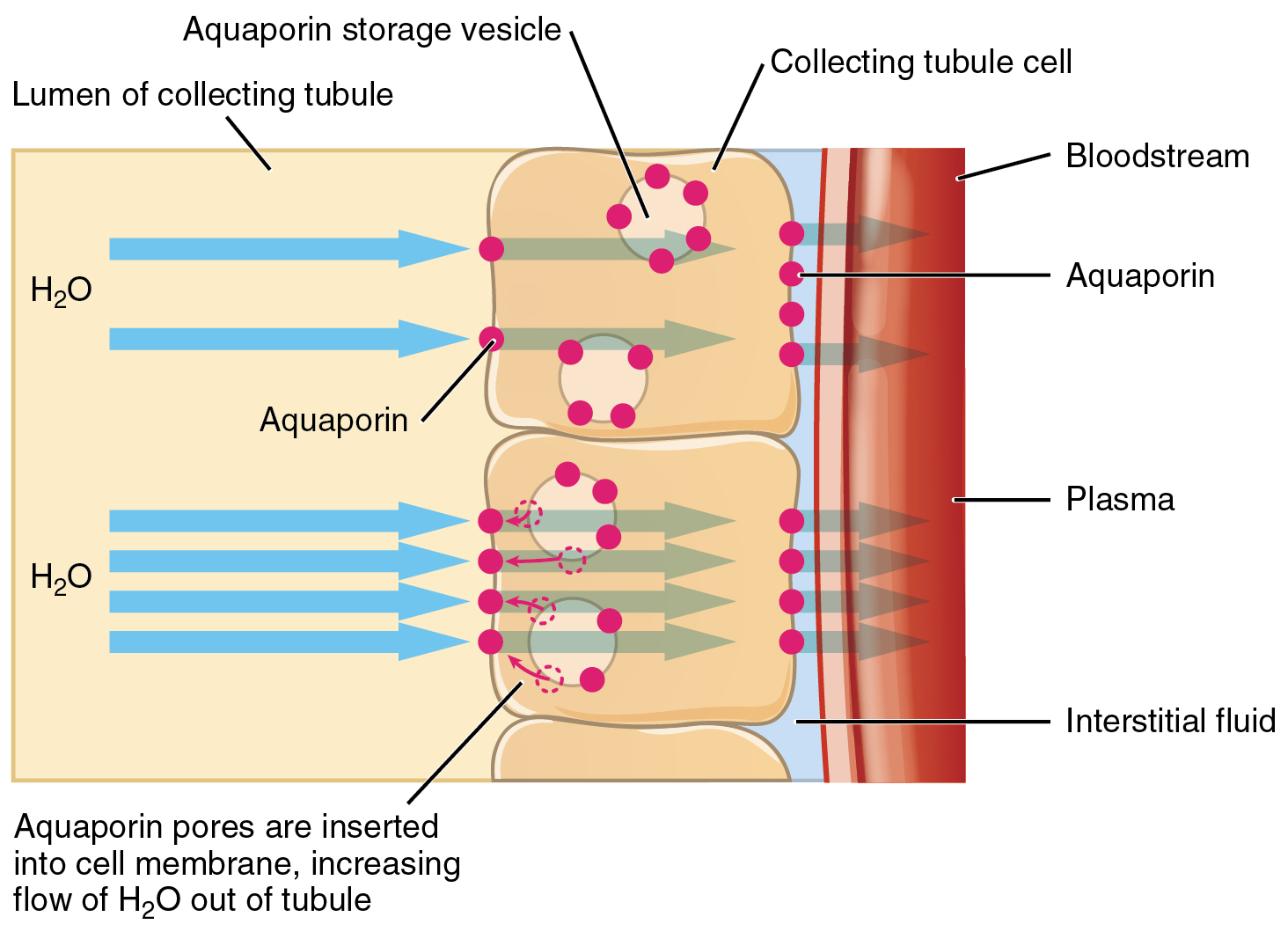 Water Balance Anatomy And Physiology