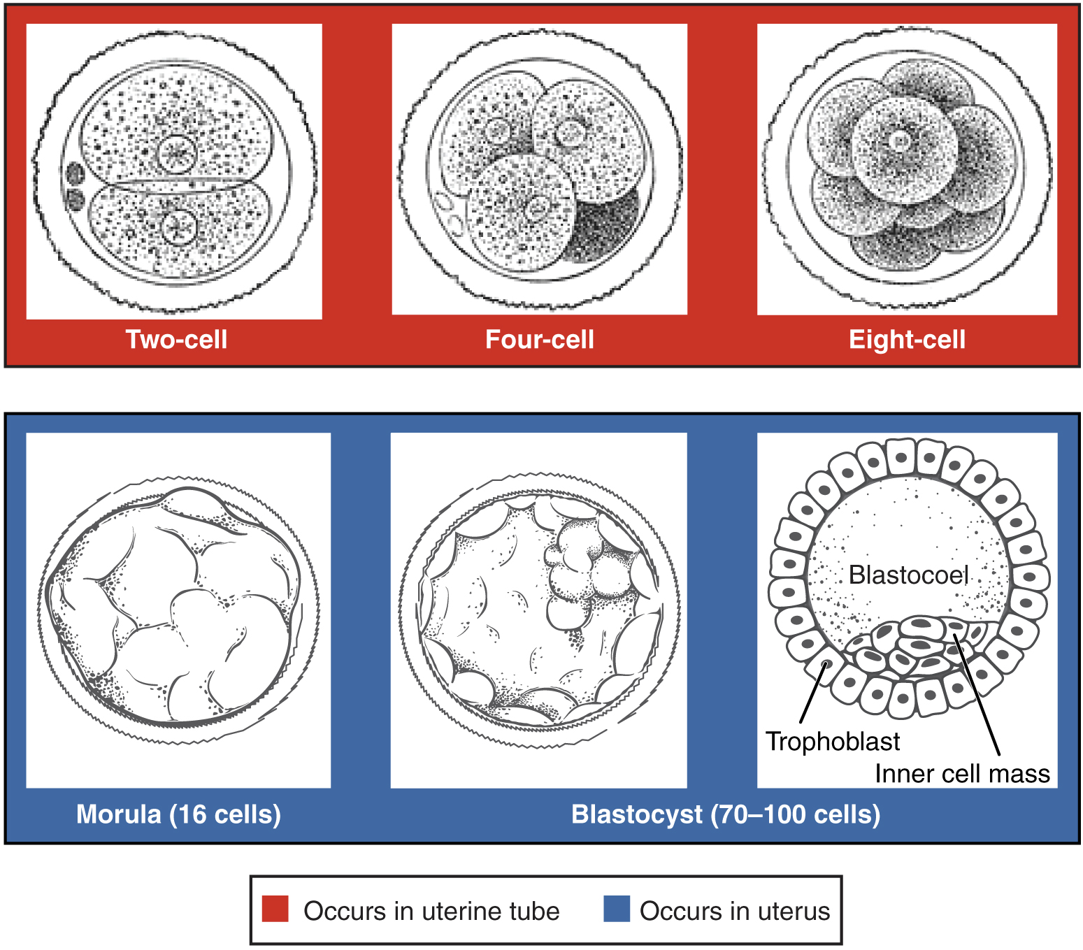 This figure shows the different stages of cell divisions taking place before the embryo is formed. The top panel shows the cell divisions occurring in the uterine tube and the bottom panel shows the cell divisions occurring in the uterus.