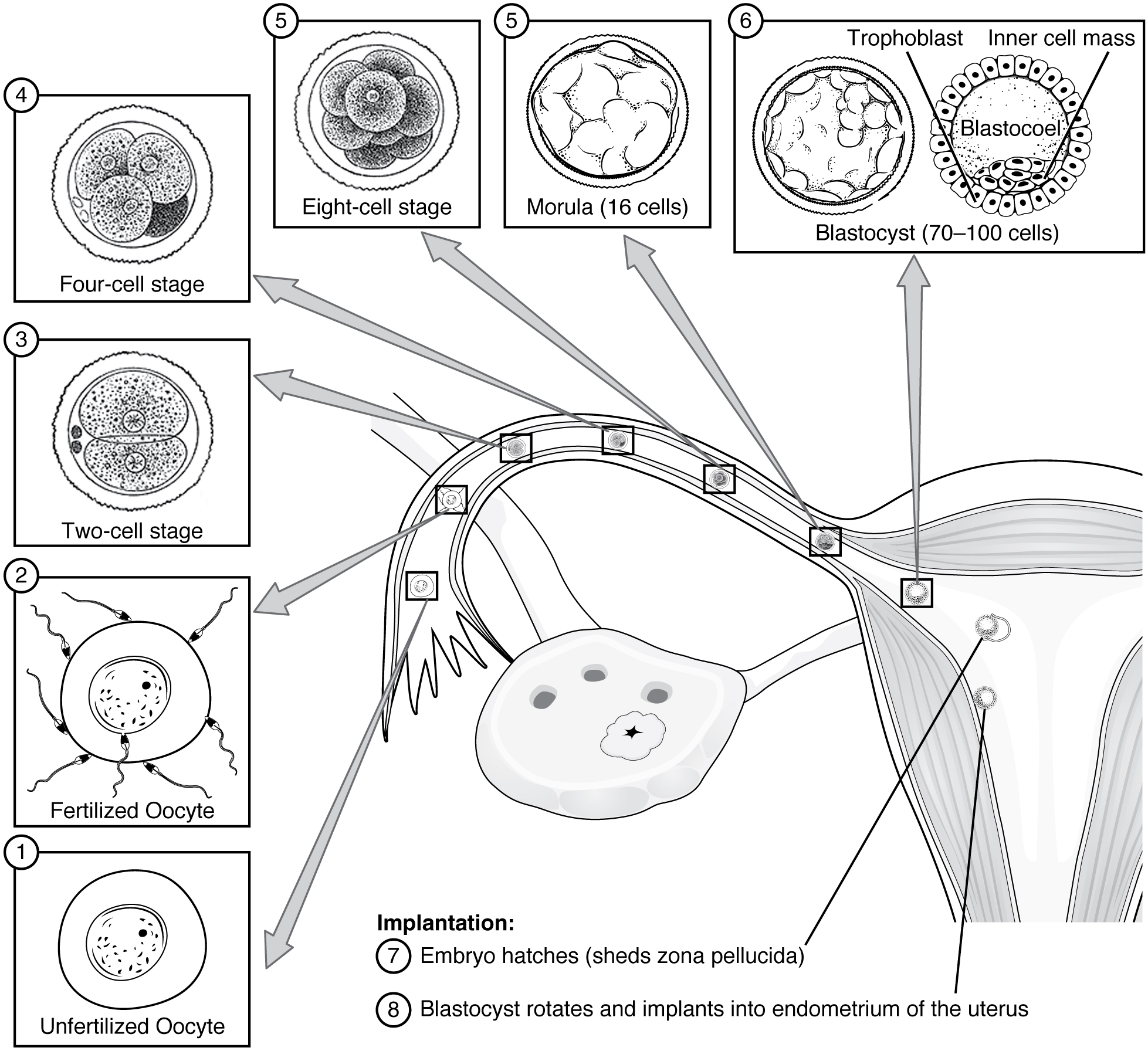 This figure shows the different stages in pre-embryonic development. A diagram of the uterus is shown and from this image, eight callouts show the different stages of development.